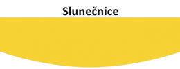 Slunečnice